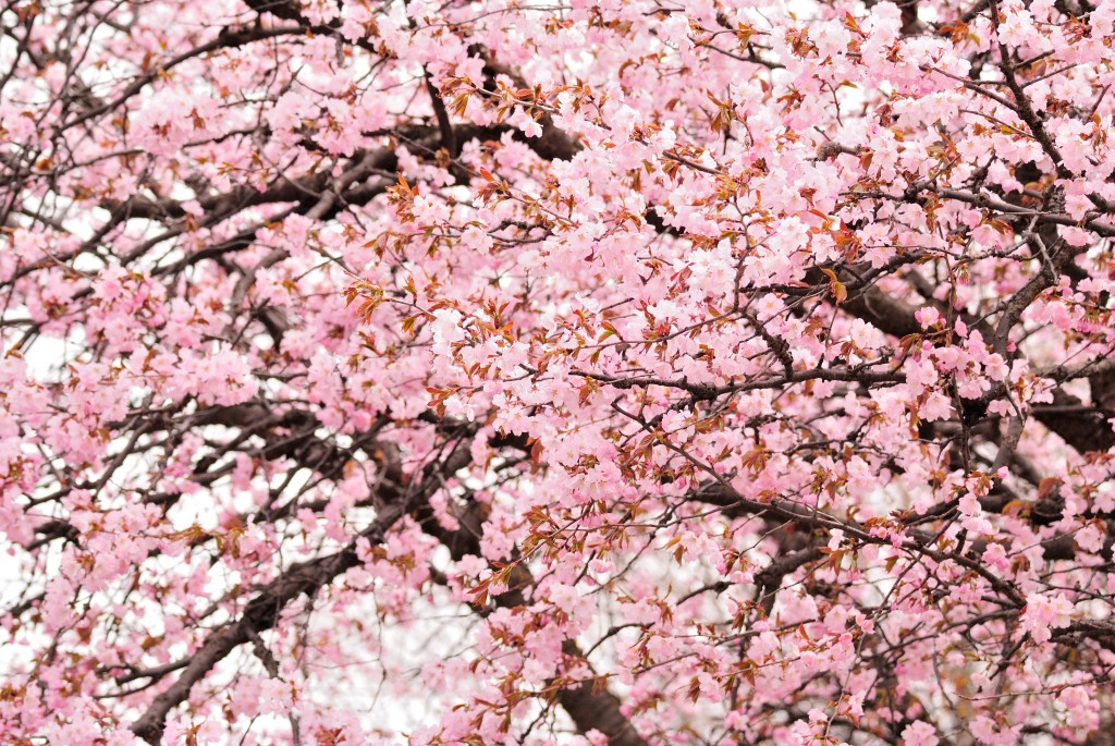 札幌でも桜がさきはじめました。