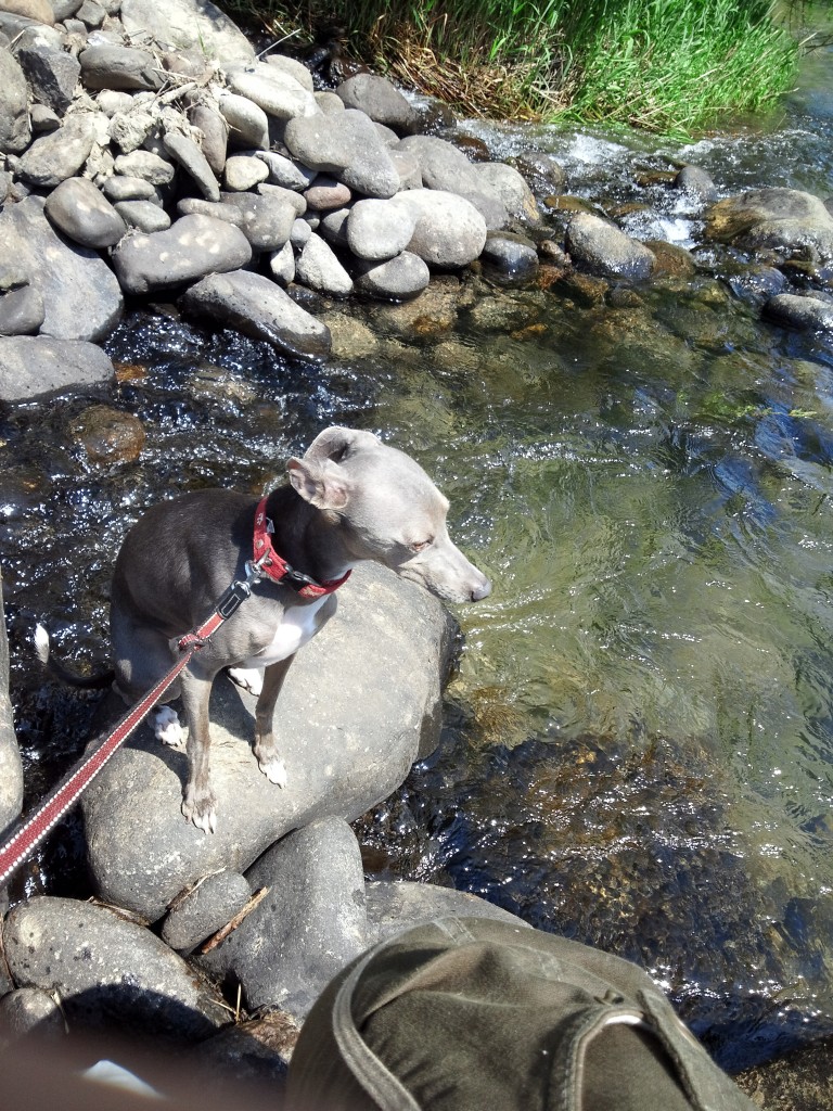 バウと一緒に川べりですずみました。