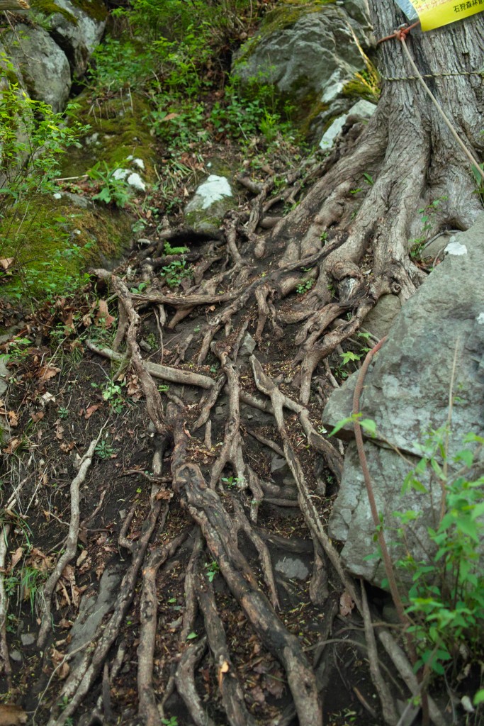 足場のない壁のような木の根の坂