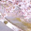 旧軽川~桜景~