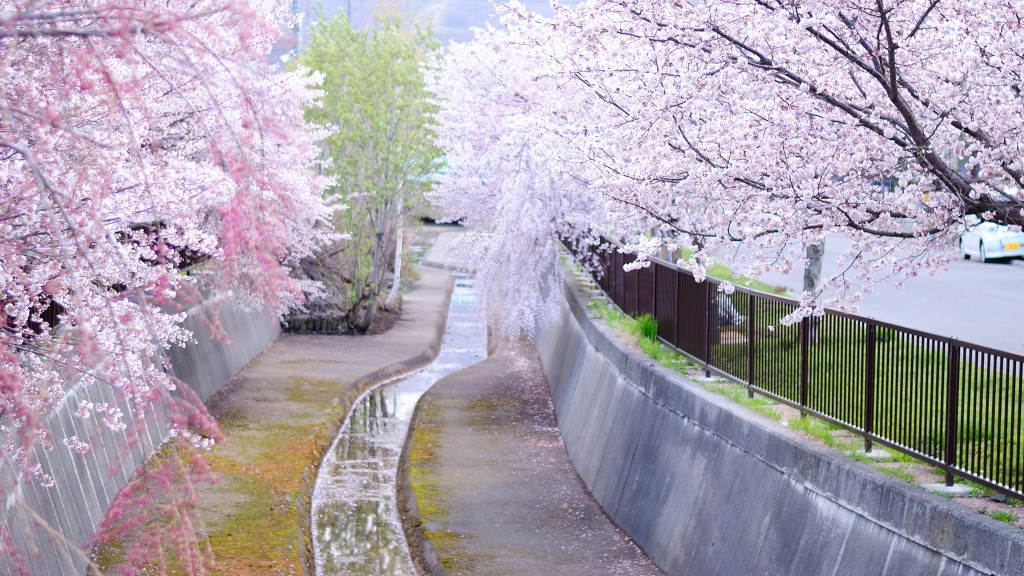 旧軽川桜並木